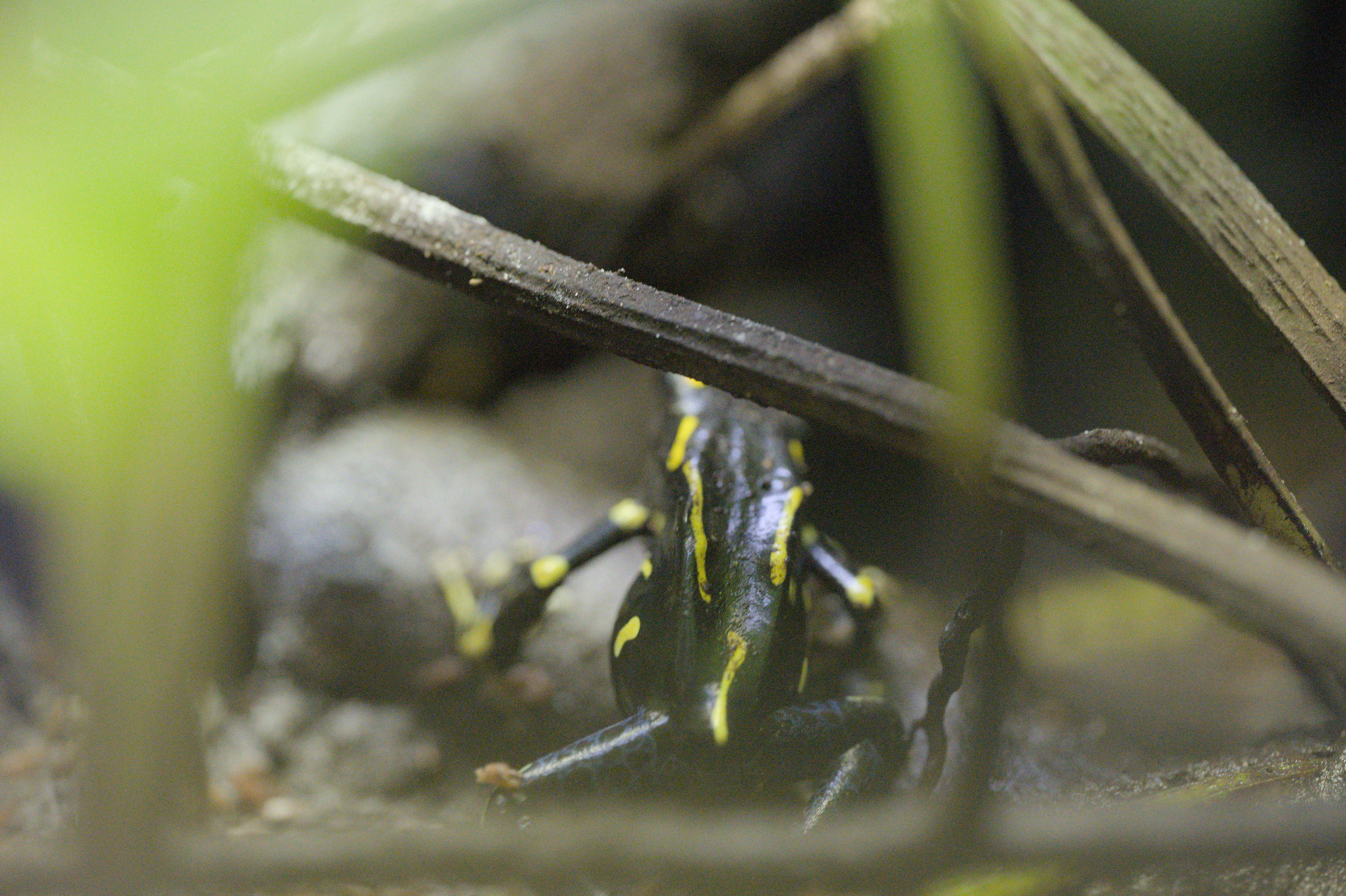 2025/10/12 - zoo/DSC_0190.jpg